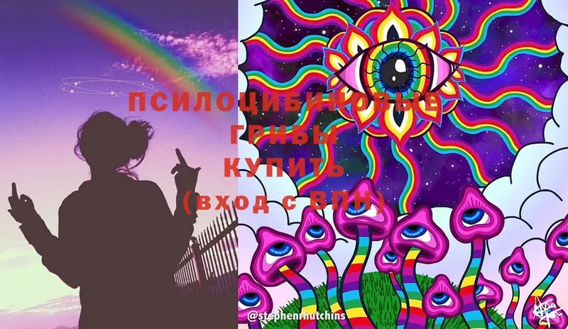 Галлюциногенные грибы Psilocybe  купить   Камышлов 