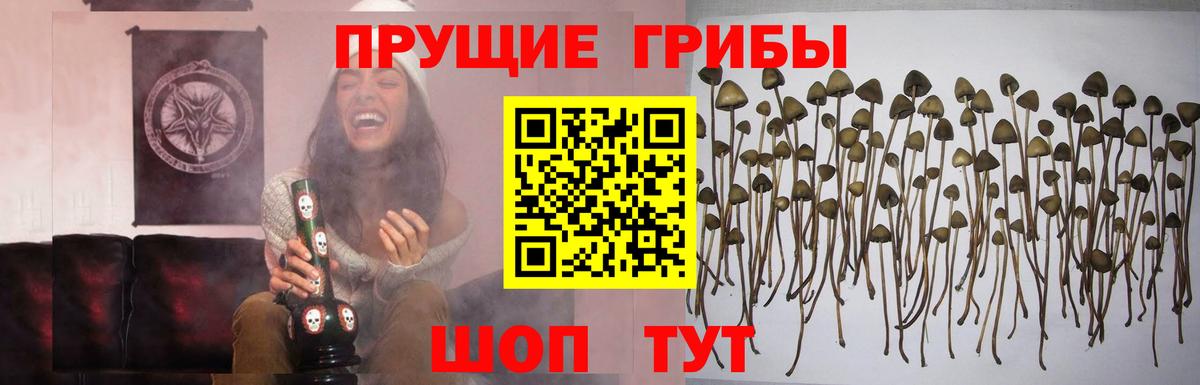 Псилоцибиновые грибы прущие грибы  Галлюциногенные грибы Cubensis  Камышлов  где купить наркоту  Вход с VPN 